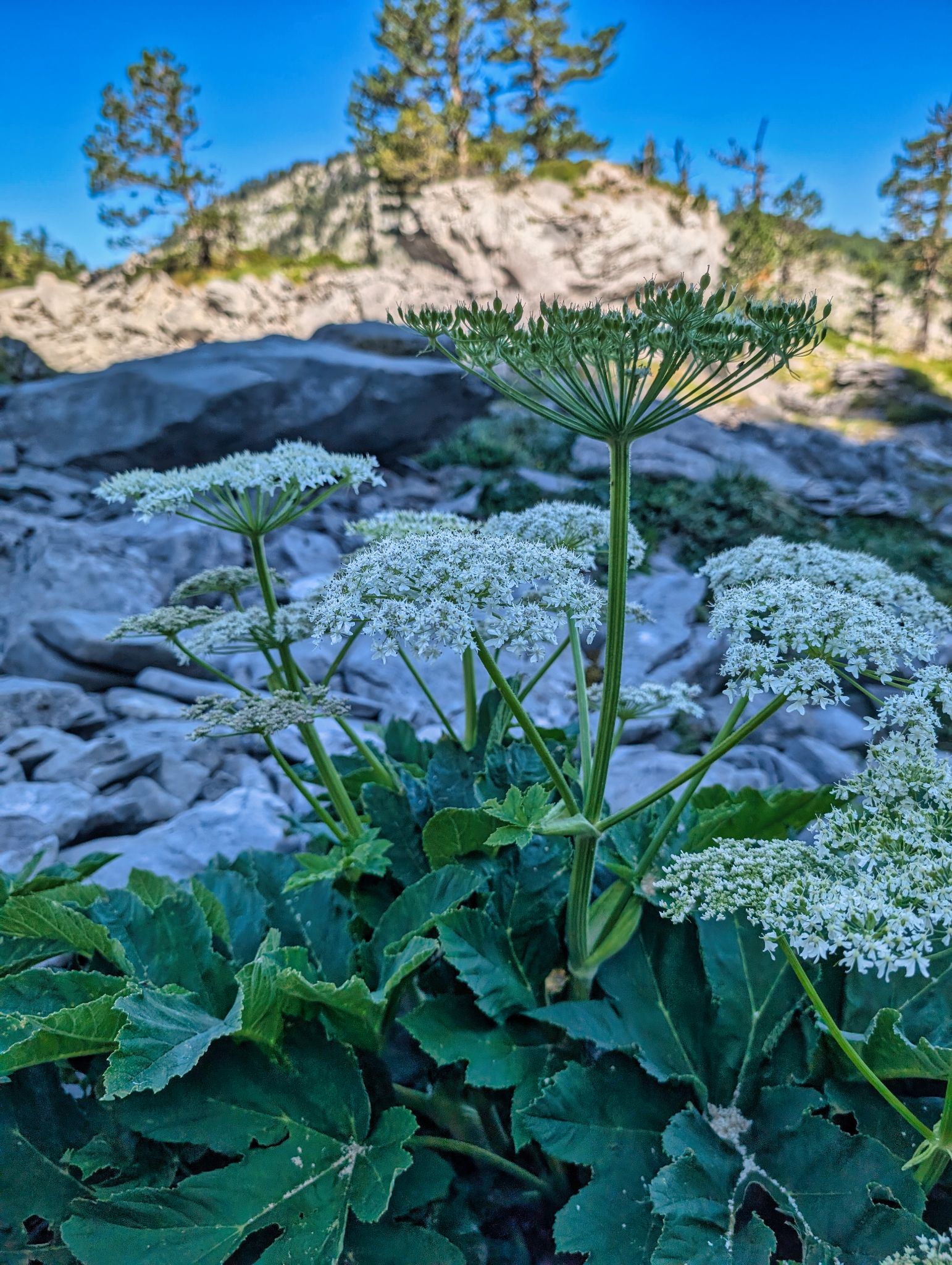 PXL 20250709 090209157